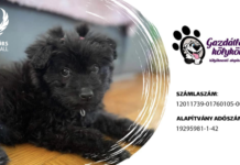 Összefogás a gazdátlan kölykökért